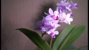 СВЕТ и ЛАМПЫ для ОРХИДЕЙ