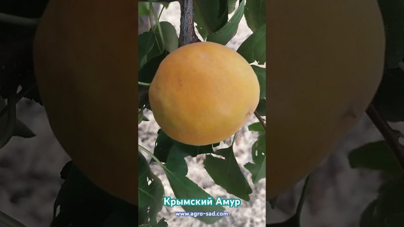Крымский Амур - средне-поздний абрикос
