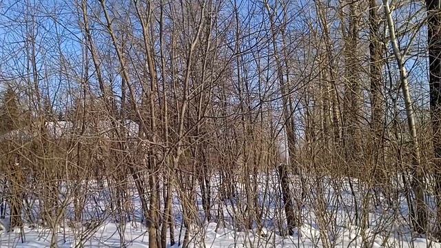 3ч. ВСТРЕЧА С ДРЕВНИМИ СЛАВЯНАМИ. РАЗВИВАЕМ ТЕЛЕПАТИЮ. смотреть онлайн