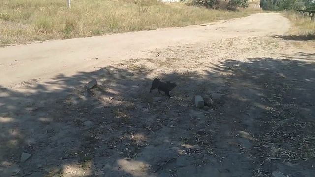 Прогулка с Дези ||японский хин || Отдали Дикси смотреть онлайн