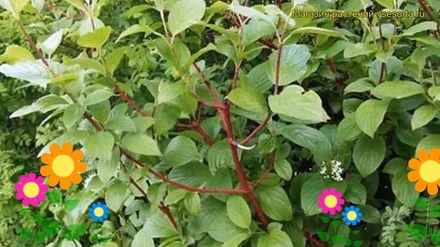 Дерен белый Сибирика. Краткий обзор, описание характеристик cornus alba Sibirica смотреть онлайн