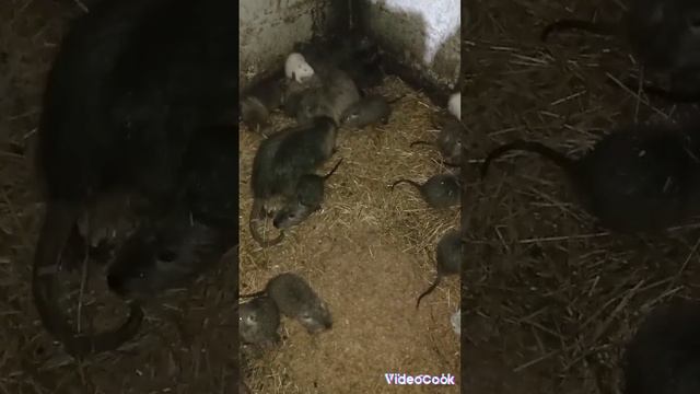 Кролики или нутрии? Плюсы и Минусы каждого.Кто выгоднее?Кто останется у меня , а кого буду убирать? смотреть онлайн