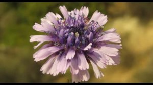 Globularia alypum  syn  Globularia virgata  Shrubby Globularia  Alypum monspeliensium