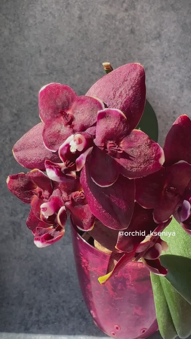 Phal. L22 Yaphon Perfume x Taida Pearl ??? Восковая темная орхидея-бабочка | Домашнее цветение ?