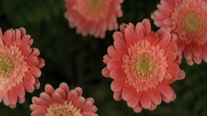 Цветы для тебя