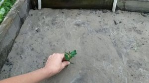 Размножение Флокса стеблевыми черенками