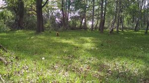 Ананьево  лес май 2019