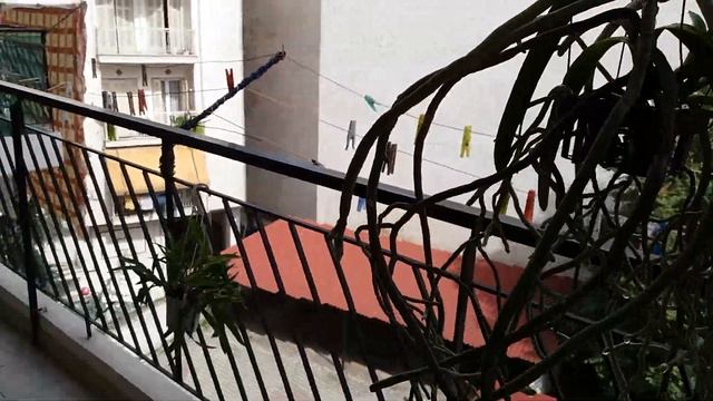 Орхидея Ванда.Удобрение.Извините! Как всегда тороплюсь и допускаю ошибки!NPK -Азот,фосфор, калий. смотреть онлайн