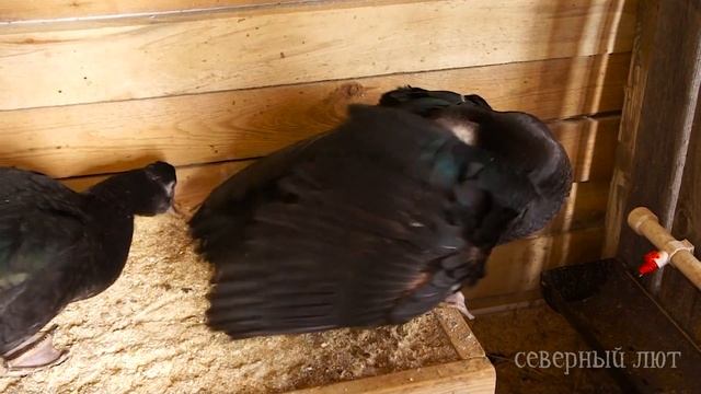 ОБЗОР СЕМЕЙ ИНДОУТОК РАЗНОГО РАЗМЕРА. Содержание индоуток. СКОЛЬКО САМОК САЖАТЬ К ОДНОМУ СЕЛЕЗНЮ? смотреть онлайн