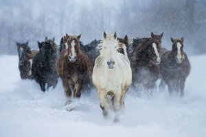 "Не гоните вы коня, годы!" Звучит песня композитора Юрия Дерингер, автор текста Галина Амирова Кавер