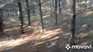 Грибная охота в конце октября, солю рыжики