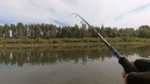 ЩУКА ХВАТАЕТ ЩУКУ ! Бешеный клёв продолжается . Июль 2020