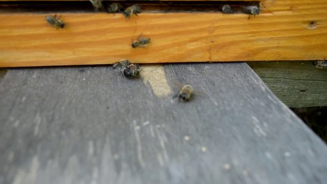 Пчелы выгоняют трутней смотреть онлайн