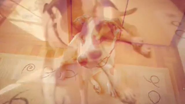 Видео про собаку Оскар. смотреть онлайн