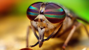 Какие звуки издаёт муха. Жужжание мухи . Flies buzzing Sound