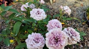 Роза японской селекции Tamamo (Тамамо)- сорт селекции Kazuzo Tagashira (Кадзузо Тагасира), Япония