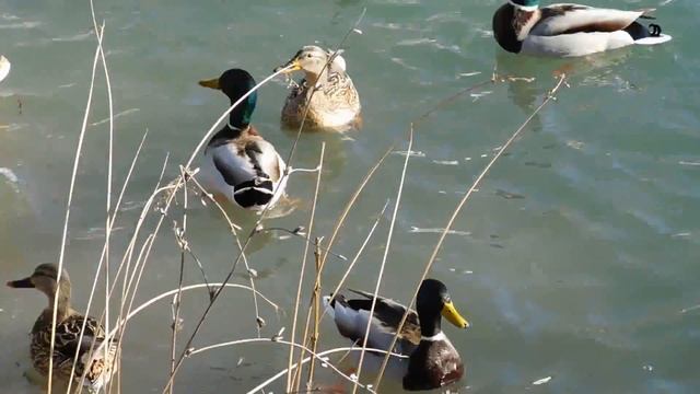 Дикие утки на озере смотреть онлайн