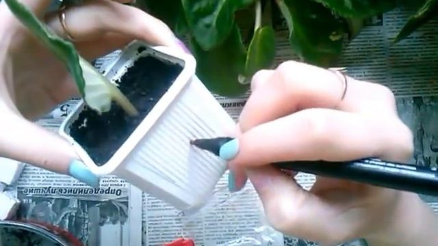 как размножать фиалки) 4 способа размножения листом смотреть онлайн