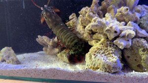 Запустил аквариум для рака-богомола | Морской аквариум