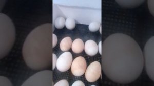 28 день инкубации гусиных яиц !!!