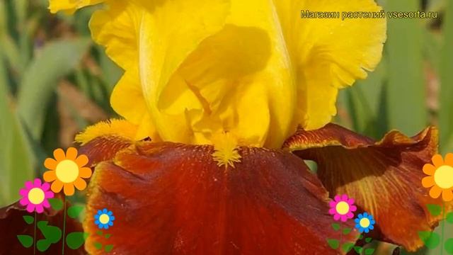 Ирис германский Андалу. Краткий обзор, описание характеристик iris germanica Andalou смотреть онлайн