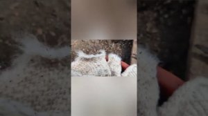 Мыши съели в теплице мою рассаду. Как будем бороться.