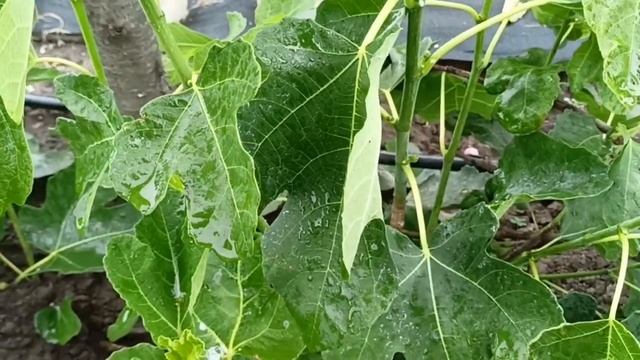 Инжир. Часть 1. Ожог соком. Сорта - середнячки. 2022 06 23 смотреть онлайн