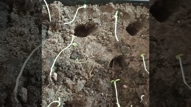 Пикировка рассады гвоздики Шабо и гвоздики Садовая. Как вырастить гвоздику из семян. смотреть онлайн