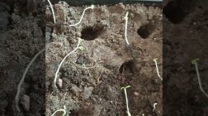 Пикировка рассады гвоздики Шабо и гвоздики Садовая. Как вырастить гвоздику из семян.