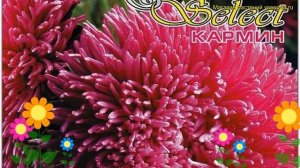 Астра китайская Дракон селект Кармин. Краткий обзор callistephus chinensis Дракон селект Кармин