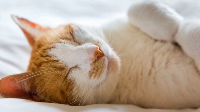 Для чего мурлычет кошка
