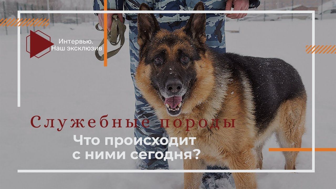 Служебные породы. Что происходит с ними сегодня? (Интервью с Еленой Никитиной и Антоном Музалёвым) смотреть онлайн