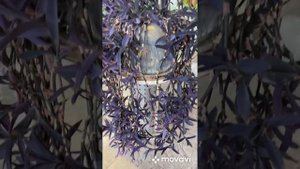Цветы на фитильном поливе. Мои наблюдения и впечатления. За или против?