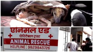 Спасение бедной собаки с хорошим концом! #СПАСЕНИЕЖИВОТНЫХ