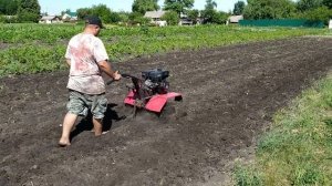 Копаю ЧЕСНОК МОТОБЛОКОМ, Убрать чеснок теперь легко