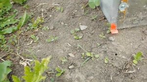 Мордовник многолетний сорняк но хороший медонос
