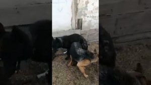 Черная немецкая овчарка. Вязка. Гром производитель.