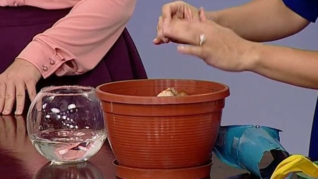 Советы ландшафтного дизайнера: посадка луковичных смотреть онлайн