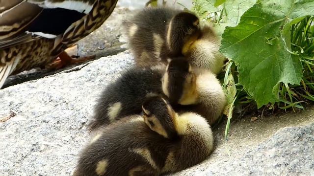 Маленькие утята   F-356 -   HD смотреть онлайн