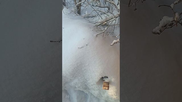 Запуск мотобуксировщика Нева МС-1 в мороз -43.... Всё из-за масла.... Часть 1 смотреть онлайн
