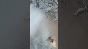 Запуск мотобуксировщика Нева МС-1 в мороз -43.... Всё из-за масла.... Часть 1