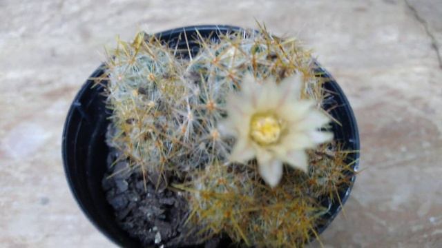 Cacto mammillaria prolifera. Floração смотреть онлайн