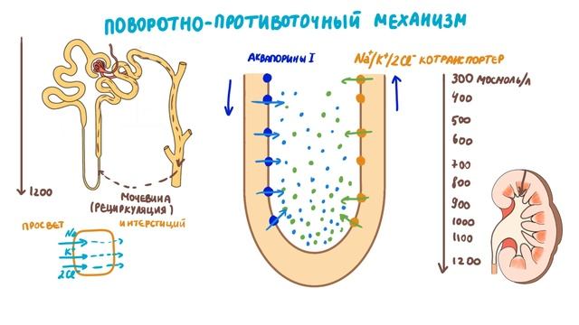 Физиология выделительной системы. Петля Генле. Поворотно-противоточный механизм.