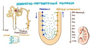 Физиология выделительной системы. Петля Генле. Поворотно-противоточный механизм.