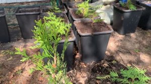 Кипарисовик Подмосковье