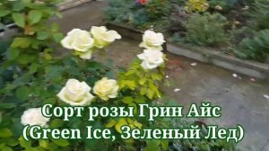 Сантолина, обзор моих черенков. Роза  Green Ice и еще кое что.