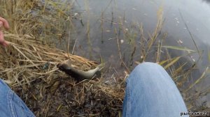 Рыбалка на озере в декабре. Ловля щуки с берега.