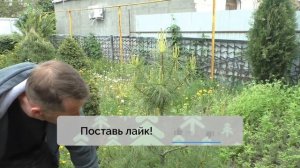 Как прищипать сосну Веймутова для того чтобы она была пышной и набитой