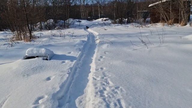 12.01.2023 г.Хабаровский край.Советская Гавань. Посёлок Лесозавод 20. Выгул собак породы Такса смотреть онлайн