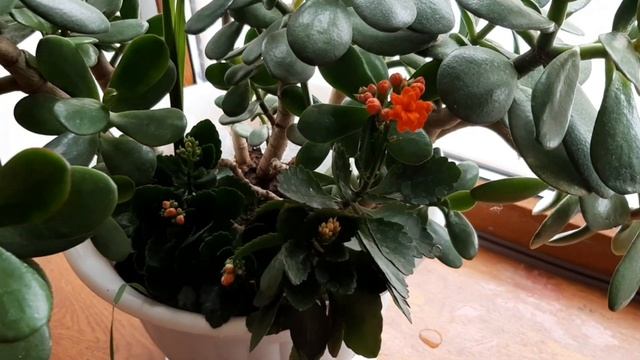 Как поливать "снегом" цитрусовые растения и не только смотреть онлайн